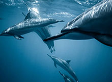 星空体育-中国驻吉达总领馆：U23男足亚洲杯决赛将于1月24日在沙特吉达举行，所谓“中国人免门票”等均为不实信息